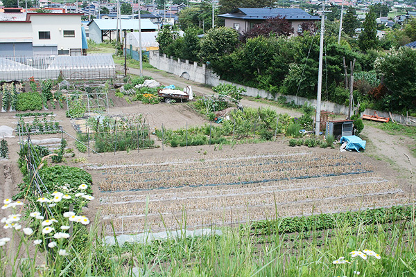 organic ユウファームのニンニク畑【ニンニク短期留学2011】