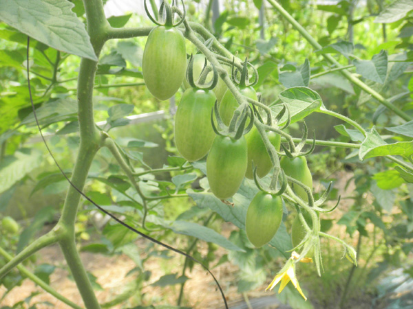 organic ユウファームのトマトのハウス【ニンニク短期留学2011】
